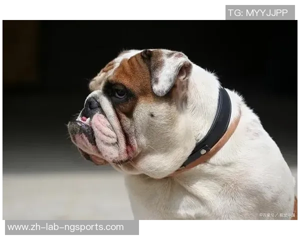 足球狗的含义解析及其在网络文化中的流行趋势探讨